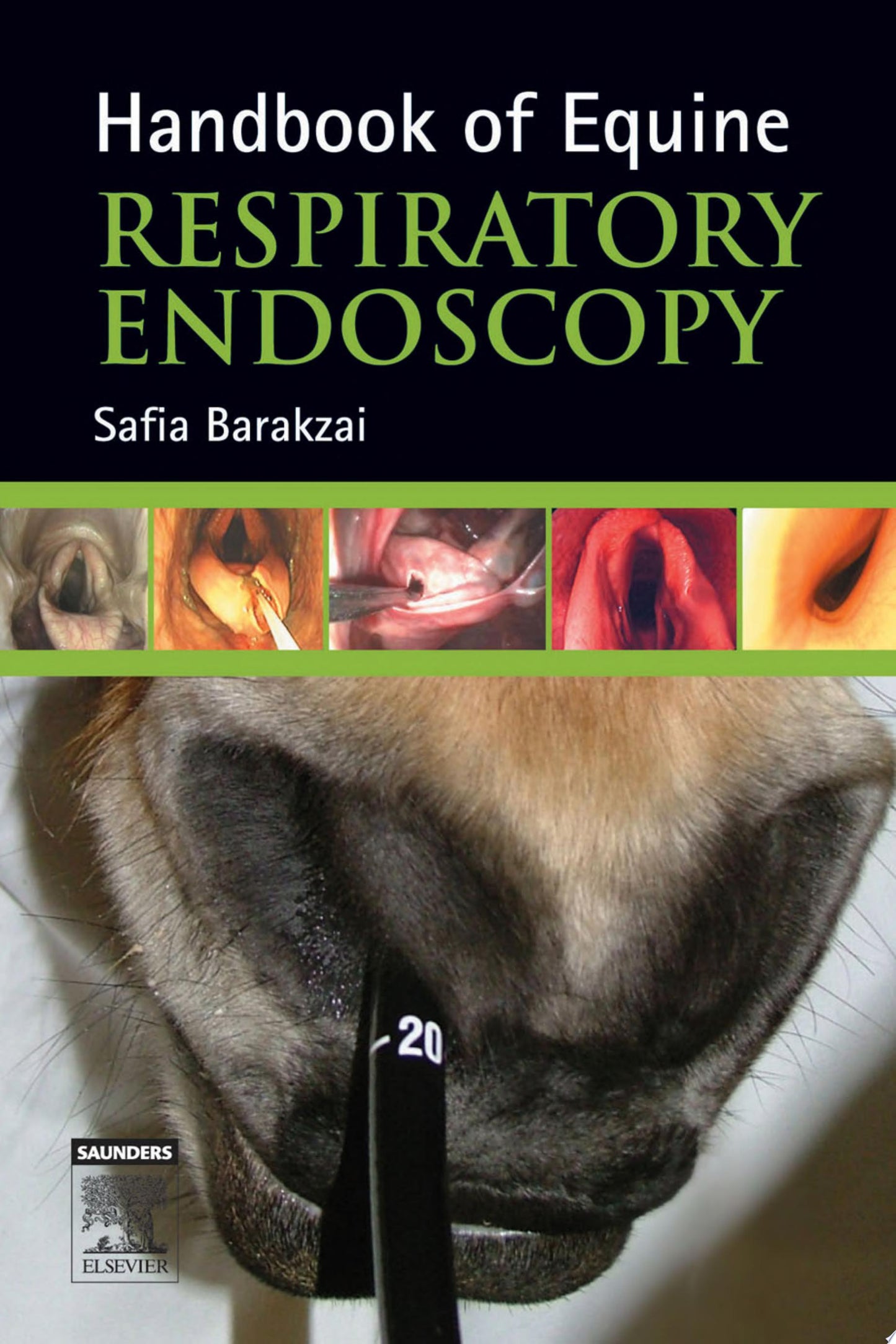 Equine Respiratory Endoscopy