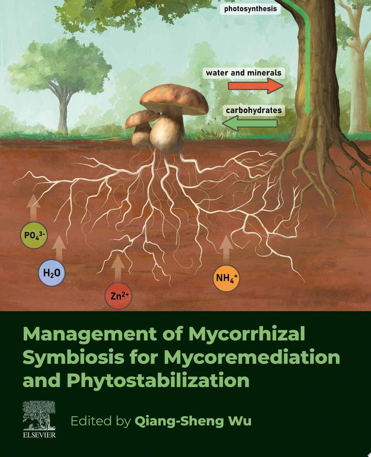Management of Mycorrhizal Symbiosis for Mycoremediation and Phytostabilization