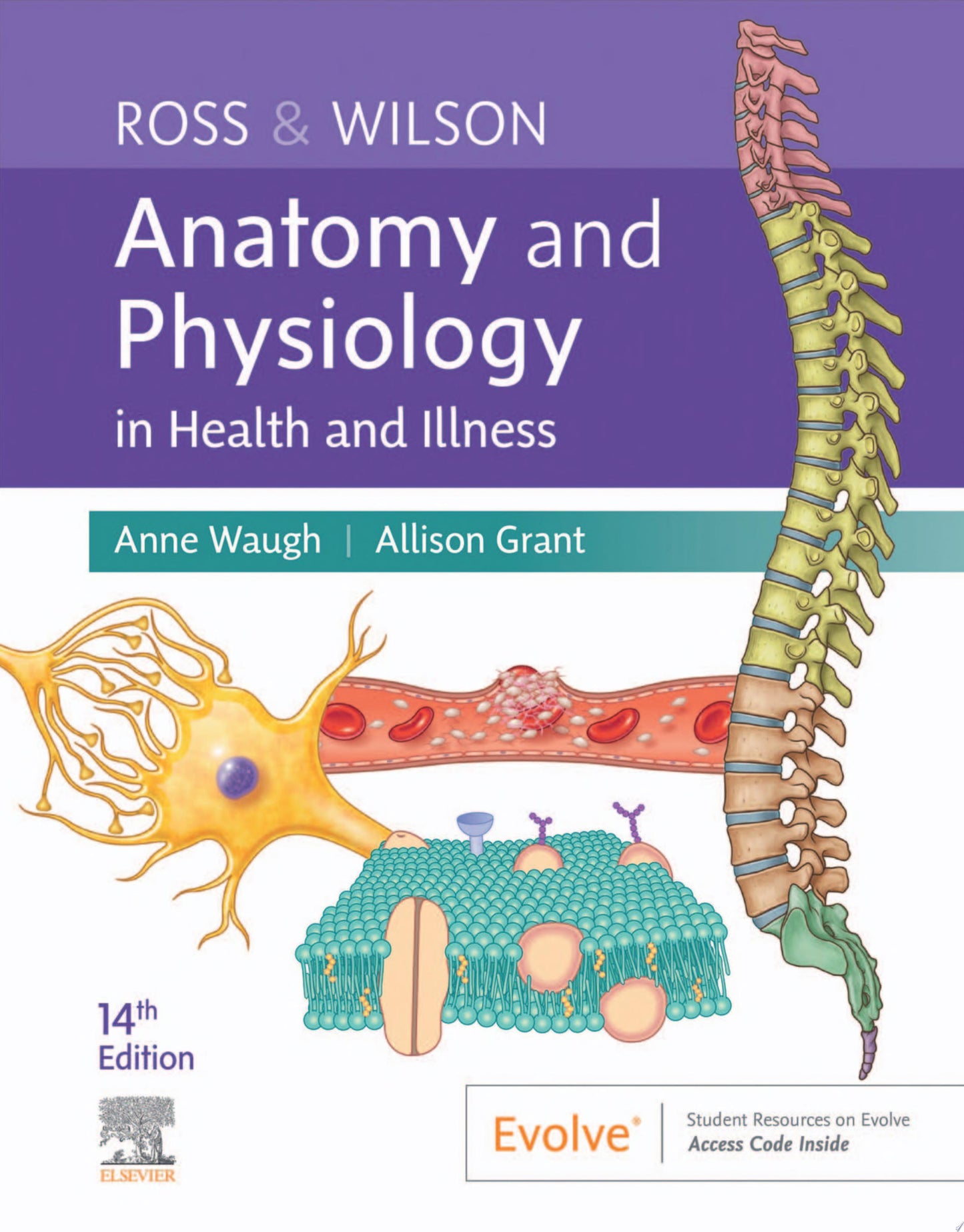 Anatomy and Physiology