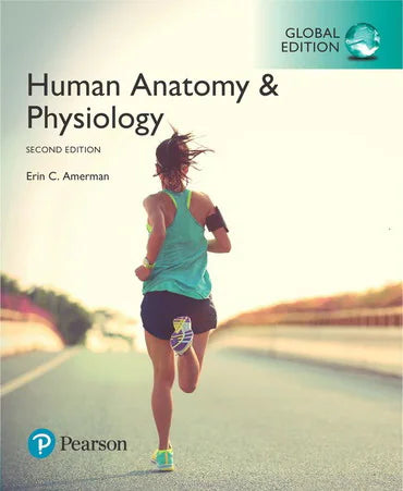 Human Anatomy & Physiology, Global Edition, 2nd Edition